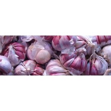 Zooallium ajo morado nutrición animal