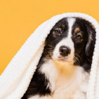 Productos para la higiene animal de tu mascota y animales de granja