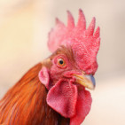 Todo tipo de productos para granjas avícolas