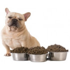 Pienso gastrointestinal para perros, nutrición especial