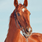 Productos veterinarios para caballos: bienestar equino