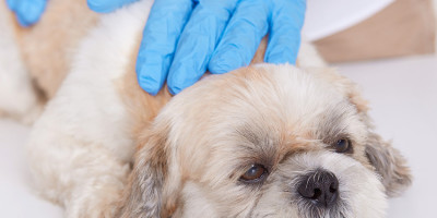 Cómo quitar garrapatas en perros de forma segura y evitar que vuelvan