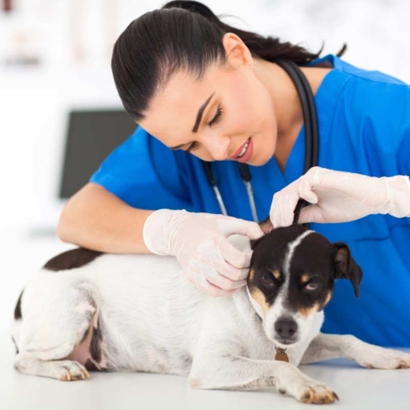 ¿Son efectivos los collares antiparasitarios para perros?